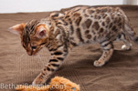 Bengal Katze rosetted